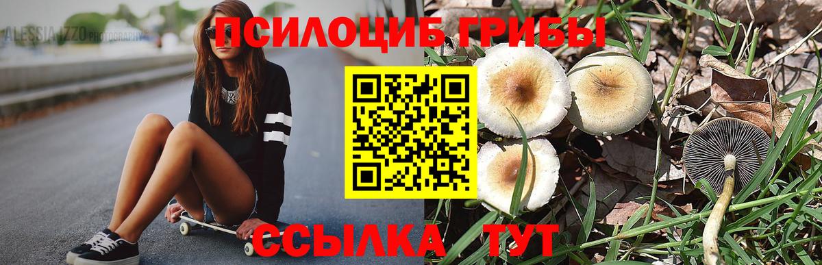 Пугачёв  Галлюциногенные грибы Psilocybe  Вход с VPN 